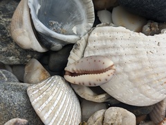 Purpuradusta gracilis