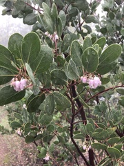 Arctostaphylos viscida