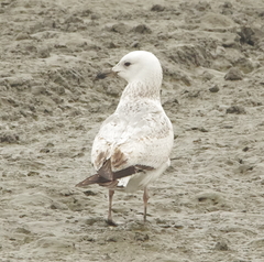 Larus
