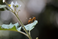 Lucullia flavovittata