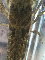 Faxonius alabamensis