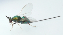 Torymidae