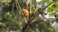 Podontia lutea