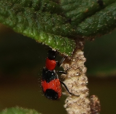 Dicranolaius cinctus