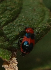 Dicranolaius cinctus