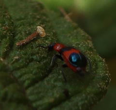 Dicranolaius cinctus