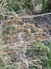 Verbesina virginica