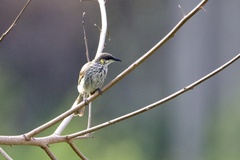 Territornis reticulata