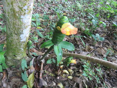 Costus pictus