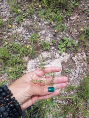 Eragrostis echinochloidea