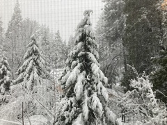 Calocedrus decurrens