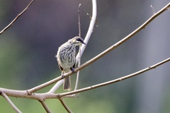 Territornis reticulata