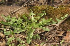 Taraxacum officinale