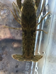 Faxonius alabamensis