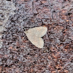 Hydriomena nubilofasciata