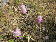 Ptilotus manglesii