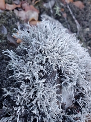 Stereocaulon vulcani