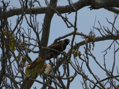 Parabuteo unicinctus