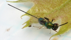 Torymidae
