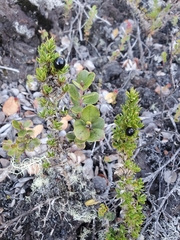 Coprosma ernodeoides