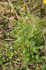 Barbarea vulgaris