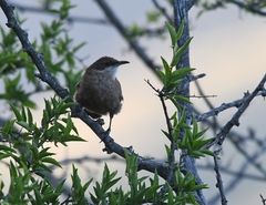Tarphonomus certhioides