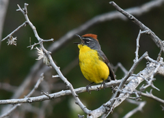 Myioborus brunniceps