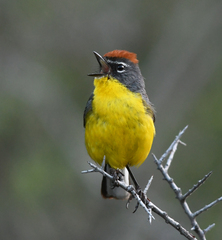 Myioborus brunniceps