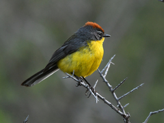 Myioborus brunniceps