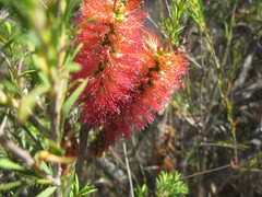 Melaleuca lateritia