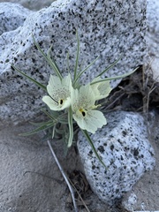 Mohavea confertiflora