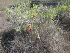 Melaleuca lateritia