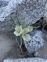 Mohavea confertiflora