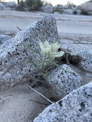 Mohavea confertiflora