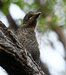 Turdus chiguanco