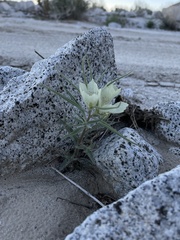Mohavea confertiflora