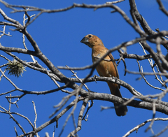 Cyanoloxia brissonii