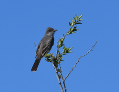 Myiarchus swainsoni