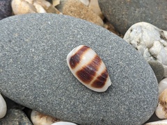 Palmadusta asellus