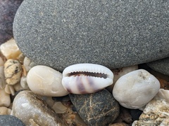 Palmadusta asellus