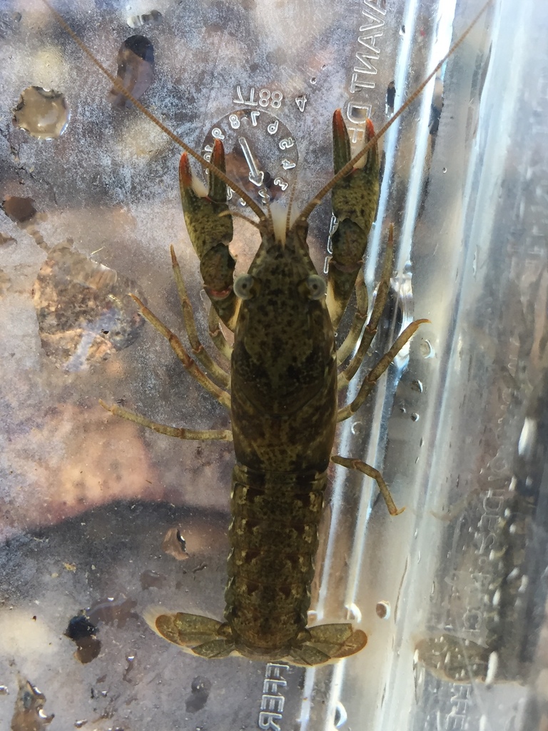 Alabama Crayfish (crayfishes Of Alabama) · Inaturalist