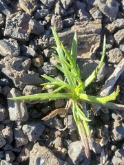 Senecio madagascariensis
