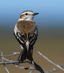 Neoxolmis salinarum