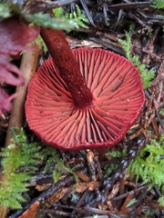 Cortinarius neosanguineus