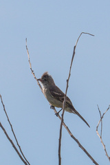 Elaenia