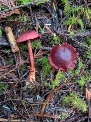 Cortinarius neosanguineus