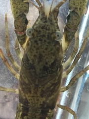 Faxonius alabamensis