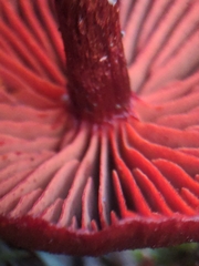 Cortinarius neosanguineus