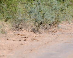 Nothoprocta cinerascens