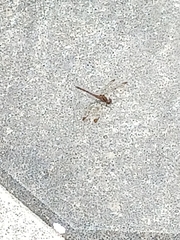 Sympetrum infuscatum